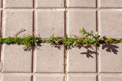 dvorište, trava, korov