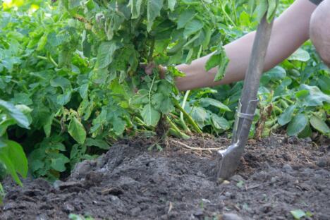 vađenje krompira u bašti