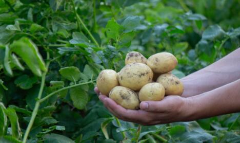 mladi krompir u bašti