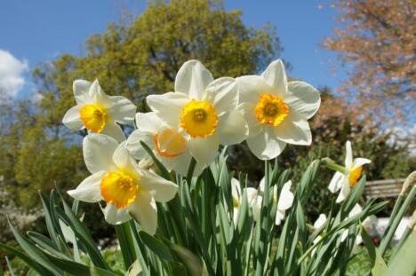 Beli narcisi u cvatu u prolećnoj bašti sa zelenim lišćem