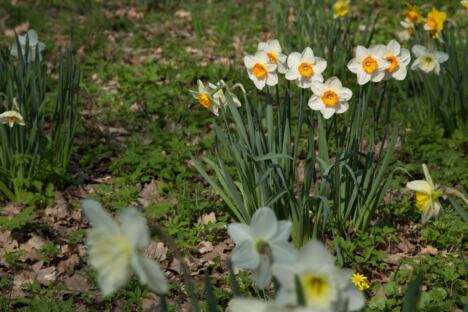 Beli narcisi u cvatu u prolećnoj bašti sa zelenim lišćem