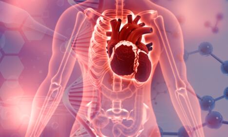 grafički prikaz grudnog koša sa istaknutim srcem