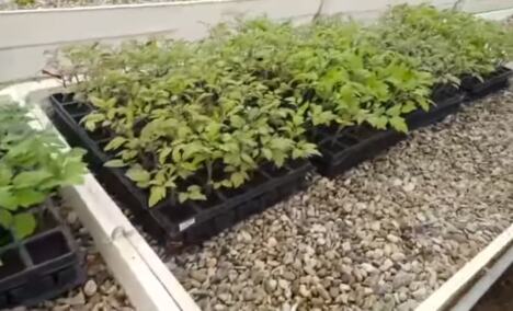 Marija Petronijević i život na selu - gaji organski paradajz