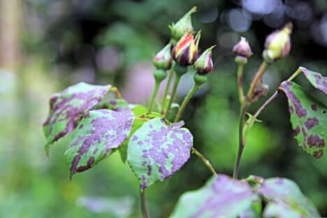 Crna pegavost na ružama