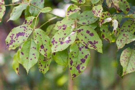 Crna pegavost na ružama