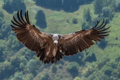 FOTO Saša Preradović - Fondacija za zaštitu ptica grabljivica 3.jpg