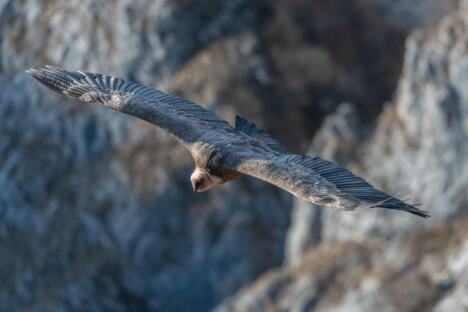 FOTO Saša Preradović - Fondacija za zaštitu ptica grabljivica 2.jpg