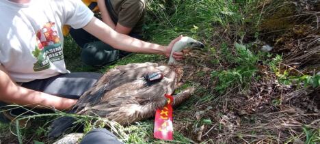 FOTO Saša Preradović - Fondacija za zaštitu ptica grabljivica 1.jpg