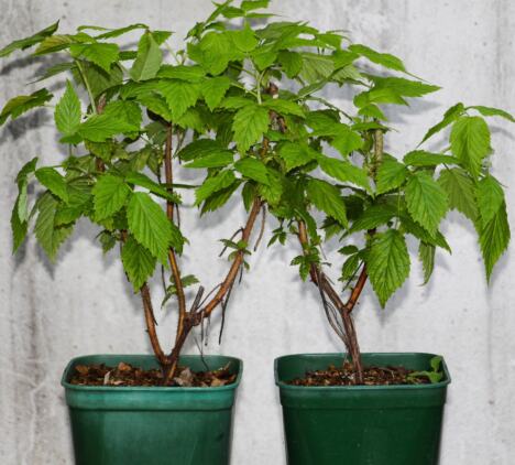 Dve stabljike malina u saksijama