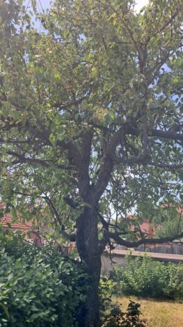 Maleni voćnjak u Vranju