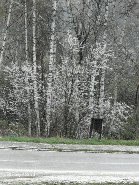 VLASINA3.jpg