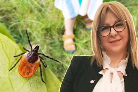 dr Marija Radulović/krpelj