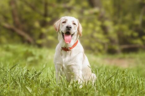 Labrador