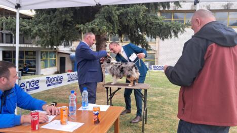 Međunarodna izložba pasa svih rasa u Vranju