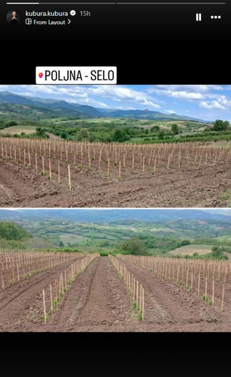 Vinograd Aleksandra Srećkovića Kubure u selu Poljna