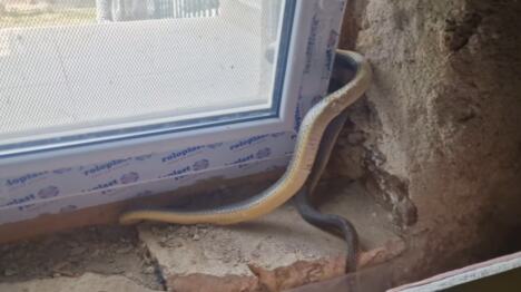 5 mesta kroz koja zmije mogu ući u vašu kuću
