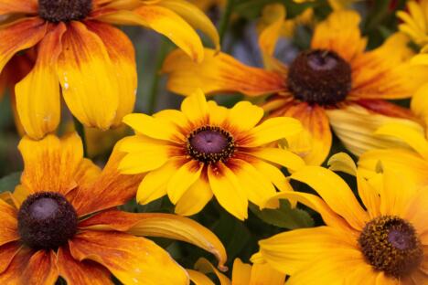 Rudbekija