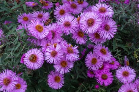 Jesenja zvezdasta ivančica (aster)