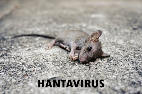 hantavirus