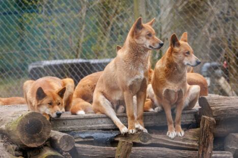 Dingo