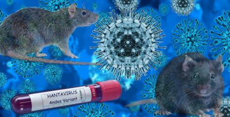 hantavirus/dva miša, epruveta za uzorcima krvi na kojoj piše hantavirus