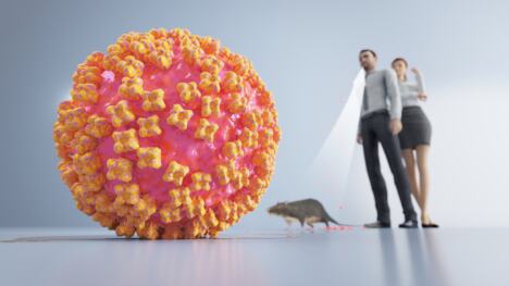 hantavirus