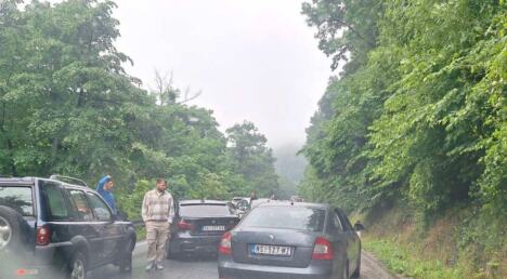 drvo Fruška gora