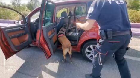 K9_SGP.jpeg