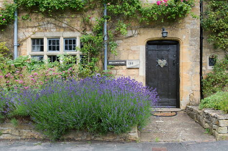ulazna vrata, lavanda