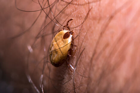 Rhipicephalus sanguineus krpelj