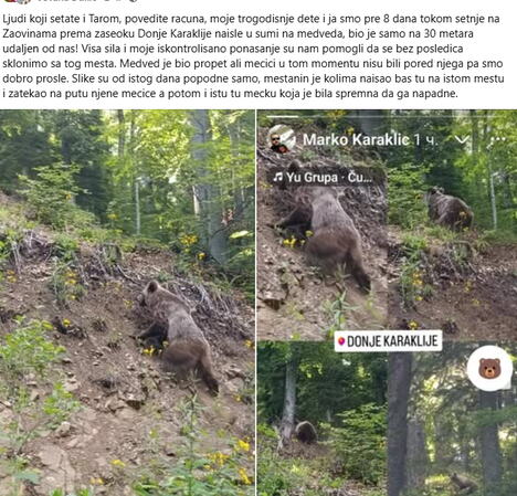 Medved na Tari