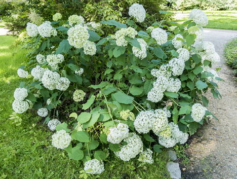 Hortenzija Anabel