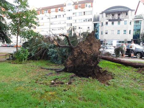 LOZNICA - Izvaljeno.JPG