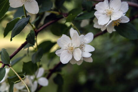 jasmin