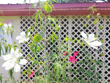 Cvetovi hibiskusa.jpg