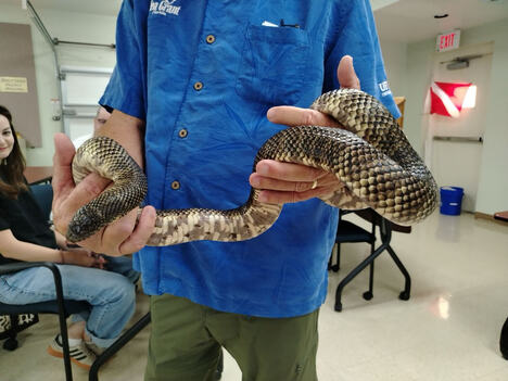 Kraljevska zmija Floride (Florida king snake).jpg