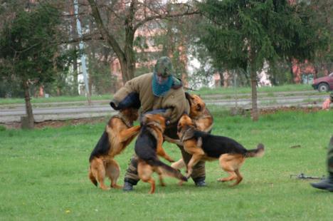 vojska-srbije.jpg