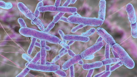 grafički prikaz dobre bakterije Bifidobacterium u crevima