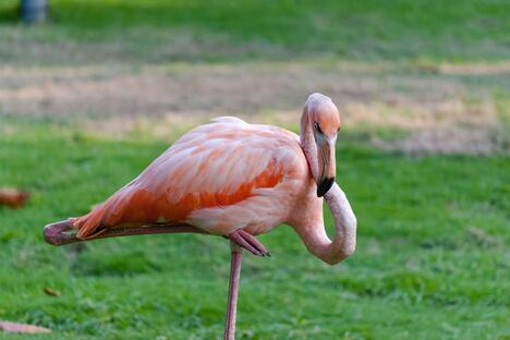 flamingos