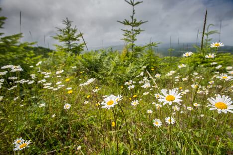 Bela rada ima mnoga lekovita svojstva