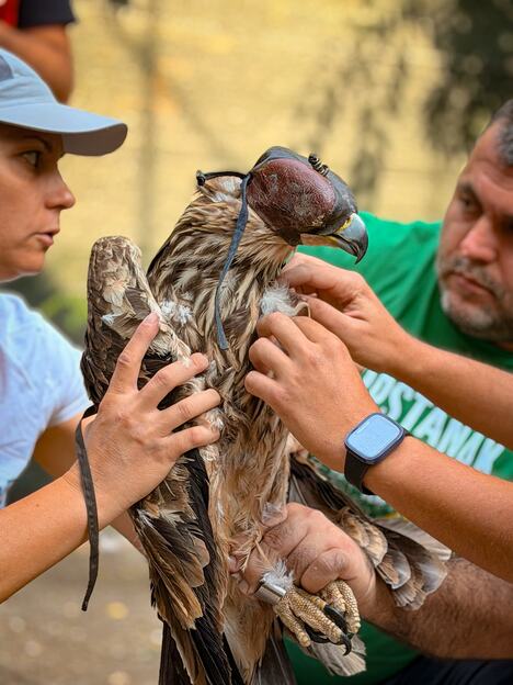 Obelezavanje_Feliksa_foto_Zoo_vrt_Palic_1.jpg