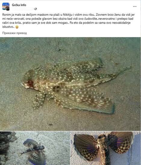 leteći kokot uslikan u Grčkoj