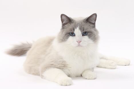 Ragdoll mačka