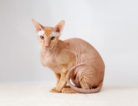 peterbald mačka