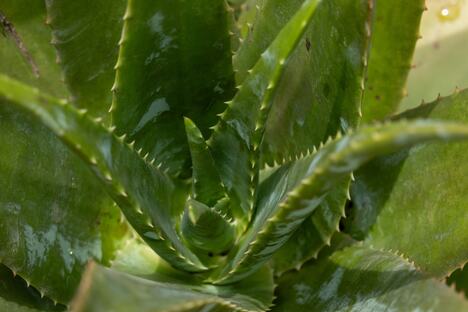 Aloe Vera