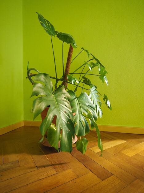 Monstera Deliciosa