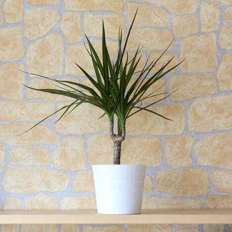 Dracena (Dracaena)