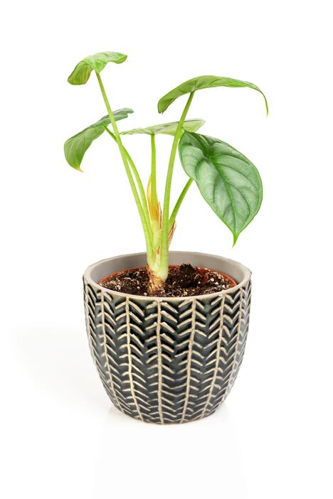 Alokazija (Alocasia)