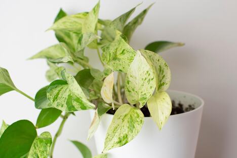 Pothos (Marble Queen)