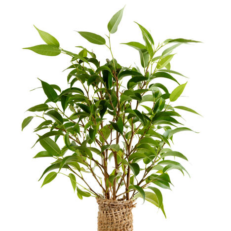 Benjamin Fikus (Ficus Benjamina)